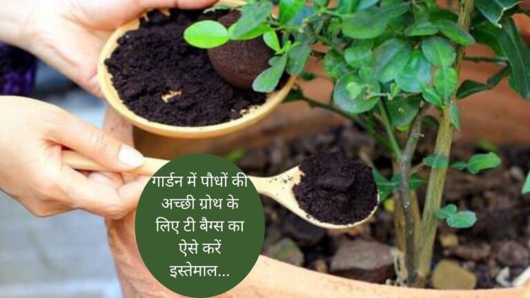 यूज किए हुए टी बैग्स से ऐसे बनाएं खाद, लहलहा उठेंगे सारे बेजान पौधे