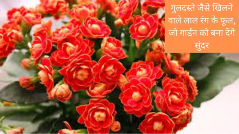 गुलदस्ते जैसे खिलने वाले लाल फूल जो गार्डन को आकर्षक लुक देंगे