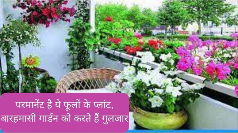 बिना देखभाल के हर सीजन में गार्डन को महकाते हैं ये फूल