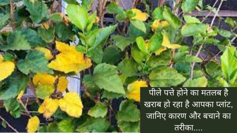 इस कारण मरता है गुड़हल का प्लांट, जानिए कैसे करनी है केयर…