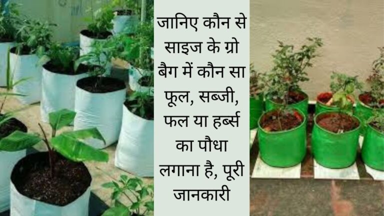 grow bag- किस साइज के ग्रो बैग में कौन सा पौधा लगेगा, जानिए