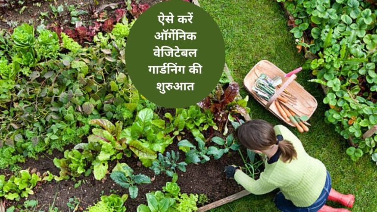 vegetable garden-ऐसे करें वेजिटेबल गार्डनिंग, मिलेंगे बेहतर रिजल्ट