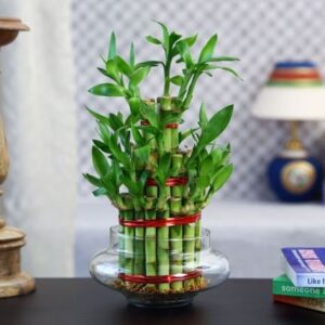 Bamboo-plant-benefits-Vastu-Shastra-tips-for-keeping-lucky-bamboo-plant-at-home-2