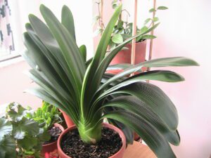 Clivia-GreenPlants.ca