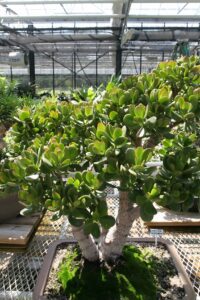 Crassula_argentea_11zz (1)