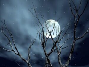 HD-wallpaper-moon-in-midnight-tree-moon-night