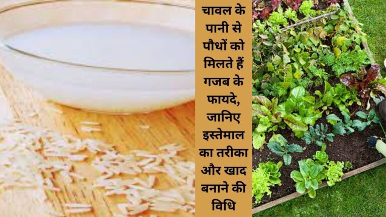 Rice water-चावल का पानी रखता है पौधों को स्वस्थ, जानिए इस्तेमाल का सही तरीका