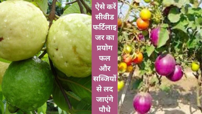 Seaweed fertilizer- ज्यादा फल और सब्जियों की पैदावार के लिए बेस्ट फर्टिलाइजर