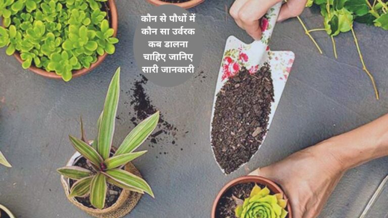 Fertilizer Identification-पौधों के लिए बेस्ट फर्टिलाइजर चुनने के आसान टिप्स