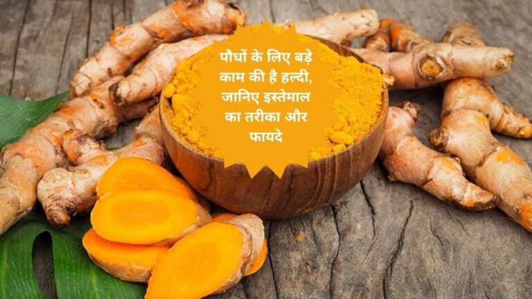 Turmeric in plants-पौधों में हल्दी के प्रयोग के फायदे जान रह जाएंगे दंग