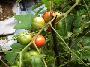 Tomato_plant_from_Kerala_4989