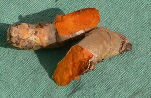 Turmeric_(Curcuma_longa)