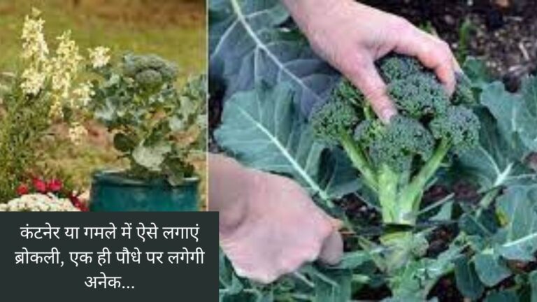 कंटेनर में ऐसे उगानी है ब्रोकली, एक ही पौधे से मिलेगी अनेक