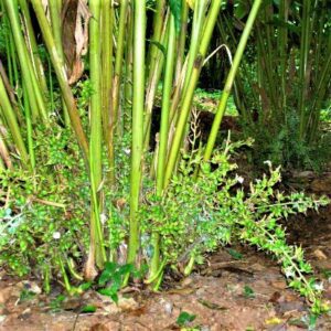 cardamom-plantation-munnar