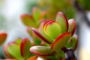 crassula-1536928_1280