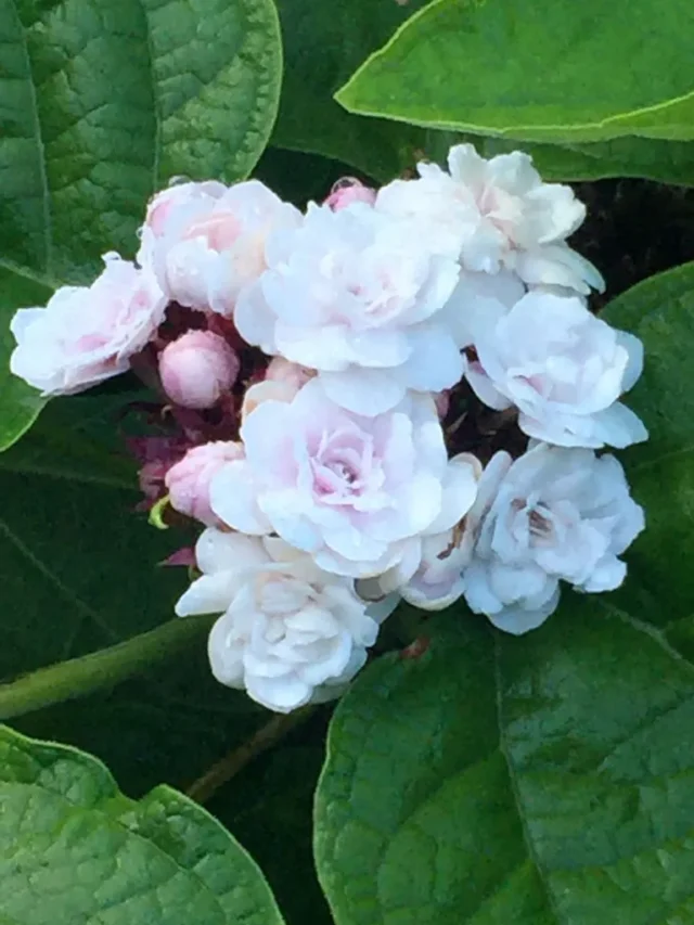 ये डालतेे ही फूलों से भर जाएगा मोगरा प्लांट