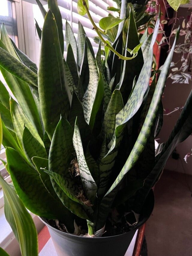 24 घंटे में 87 प्रतिशत एयर टॉक्सिन को हटा देते हैं प्लांट्स