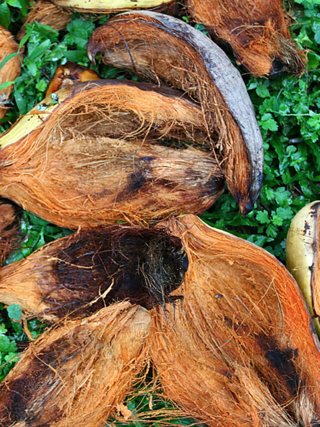 घर पर ही कोकोपीट बनाने का आसान तरीका