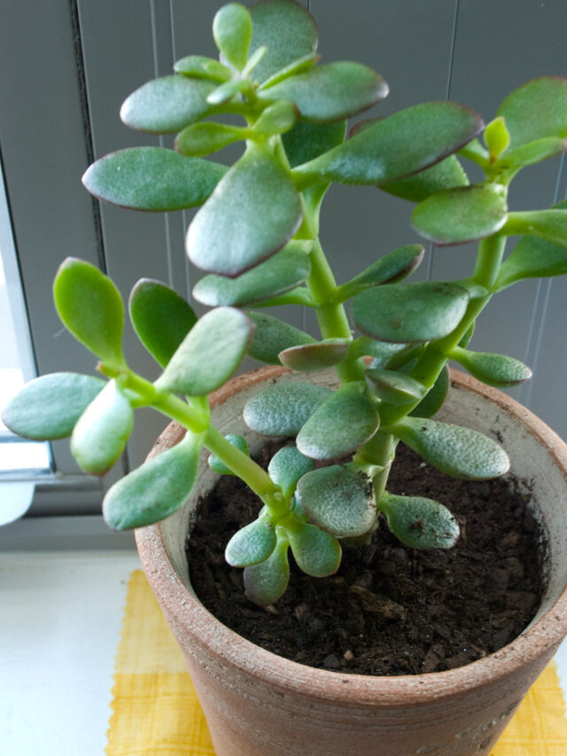 Jade: नींद नहीं आने की परेशानी से छुटकारा दिला देगा कमरा में लगा ये प्लांट