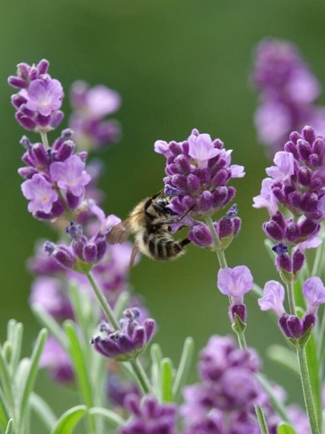 मिट्‌टी की जलनिकासी को सुधार देगी ये एक चीज