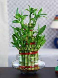 Bamboo-plant-benefits-Vastu-Shastra-tips-for-keeping-lucky-bamboo-plant-at-home-2