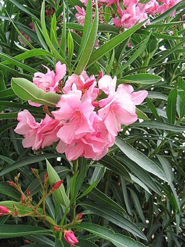 कनेर का पौधा है जहर, जानिए क्या पहुंचाता है नुकसान