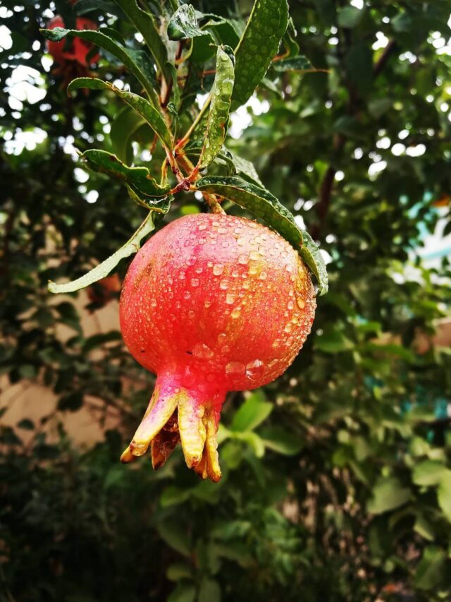Pomegranate: गमले में अनार उगाने का आसान तरीका,  ढेरों फल आएंगे