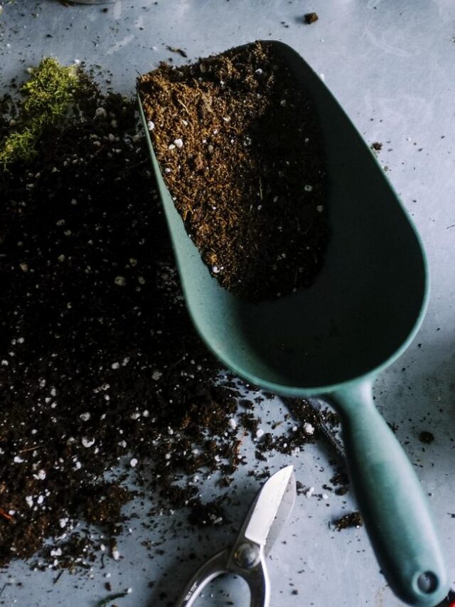 खाद डालते समय ना करें ये गलती, वरना मर जाएगा पौधा