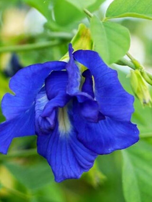 सुखी हुई अपराजिता को हरा करने के लिए बेस्ट फर्टिलाइजर