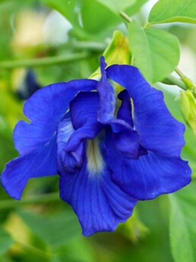 कंटिग से अपराजिता लगाने का सही तरीका और देखभाल..