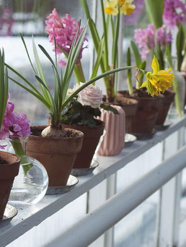 Grow Orchid: 10 स्टेप में सीखें घर पर ऑर्किड उगाने का तरीका