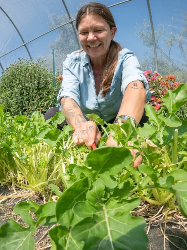 किचिन गार्डनिंग के लिए फॉलो करें टिप्स, अच्छी होगी पैदावार