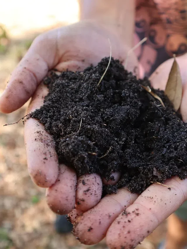 Preparation Of Soil: ऐसे तैयार करें गमलों के लिए परफेक्ट मिट्‌टी