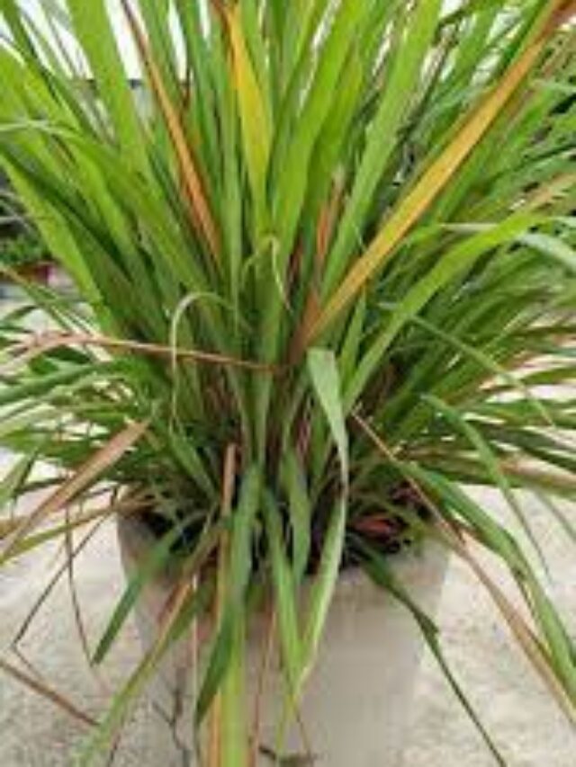 लेमनग्रास का पौधा सूख रहा है,तो ऐसे करें केयर