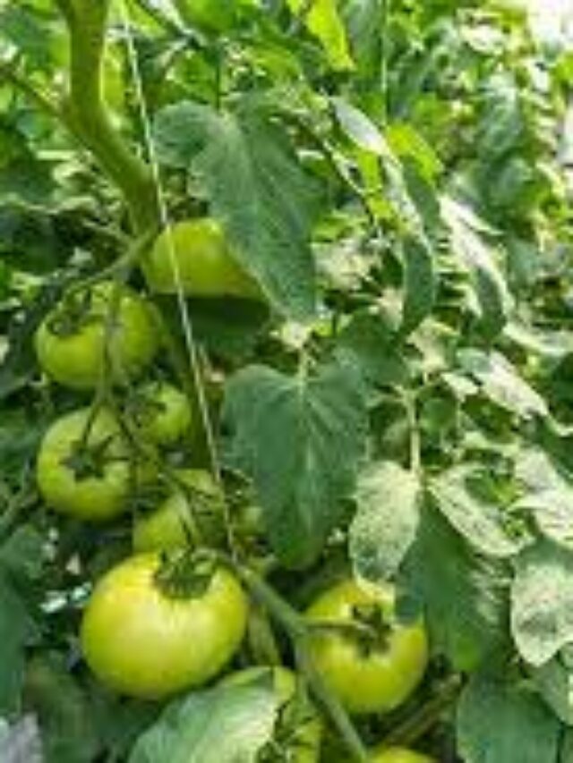 भीषण गर्मी से टमाटर के पौधे को बचाने के टिप्स