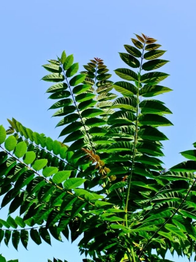 Cholesterol: बैड कोलेस्ट्रॉल के दुश्मन हैं ये हरे पत्ते