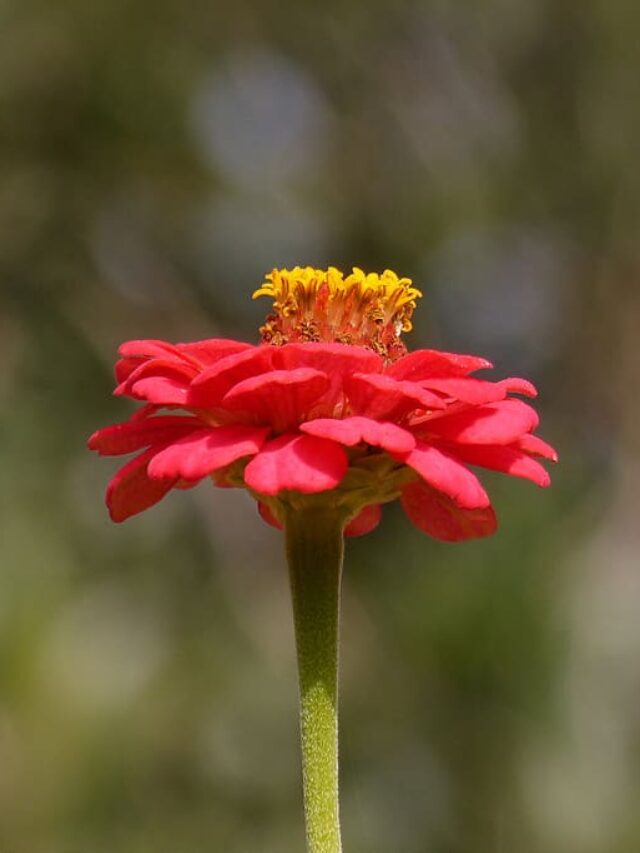 जीनिया प्लांट की अच्छी ग्रोथ के लिए जरूरी टिप्स