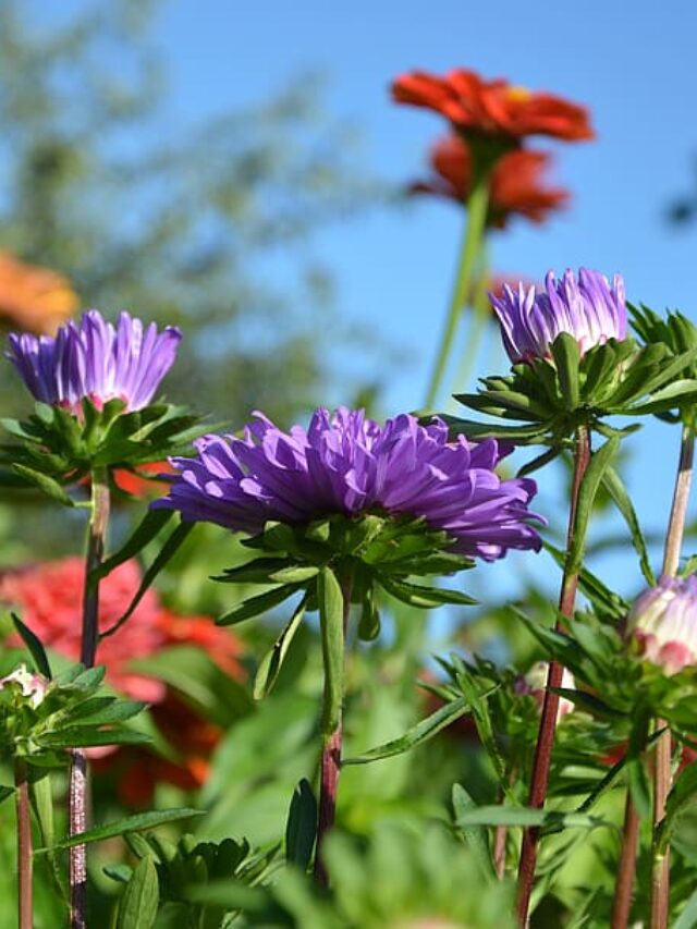 Summer flowers: गर्मियों में भी इन फूलों से महकेगा गार्डन