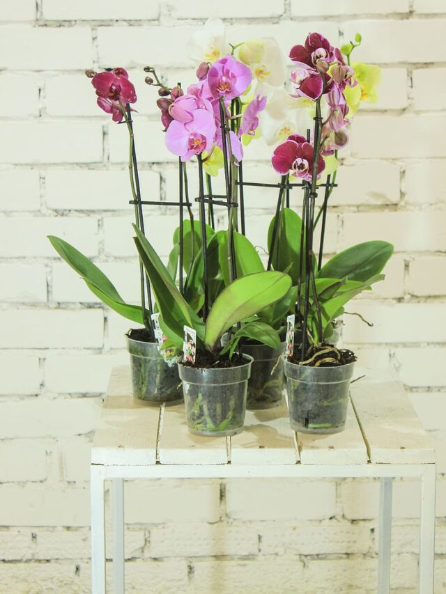 कम जगह, ज्यादा हरियाली: छोटे घरों के लिए गार्डनिंग के बेहतरीन आइडिया