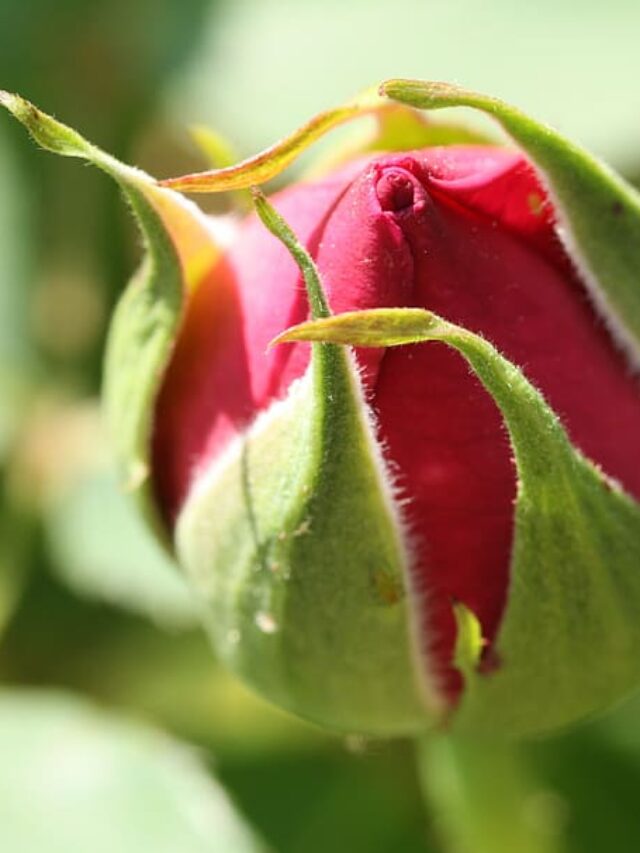 फूलों की कलियों से भी तैयार करें ढेराें पौधे