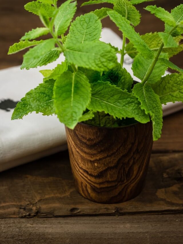कटिंग से बिना मिट्टी, गमले के घर पर उगाएं पुदीना