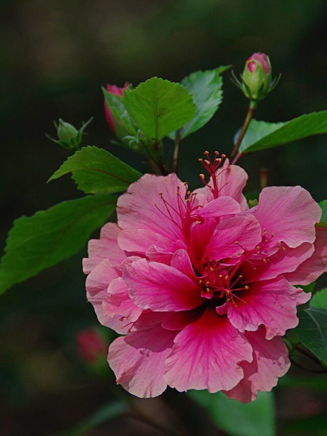 इस कारण से घर में गुड़हल लगाते हैं लोग, जानिए