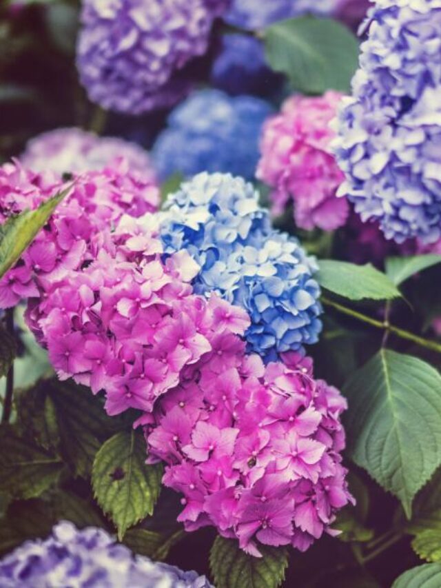Hydrangea plant: गार्डन को कई रंगों के फूलों से भर देगा हाइड्रेंजिया प्लांट