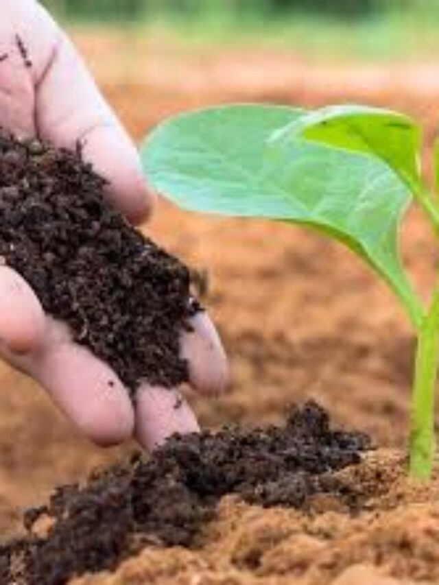 खाद डालने से पहले और बाद में ये काम जरुर करें