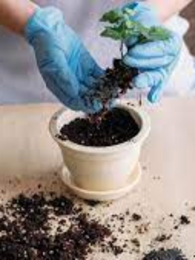 गलत तरीके से तो नहीं देते पौधों में खाद, जानिए सही तरीका