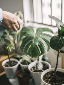 man-watering-houseplants-royalty-free-image-1678736179