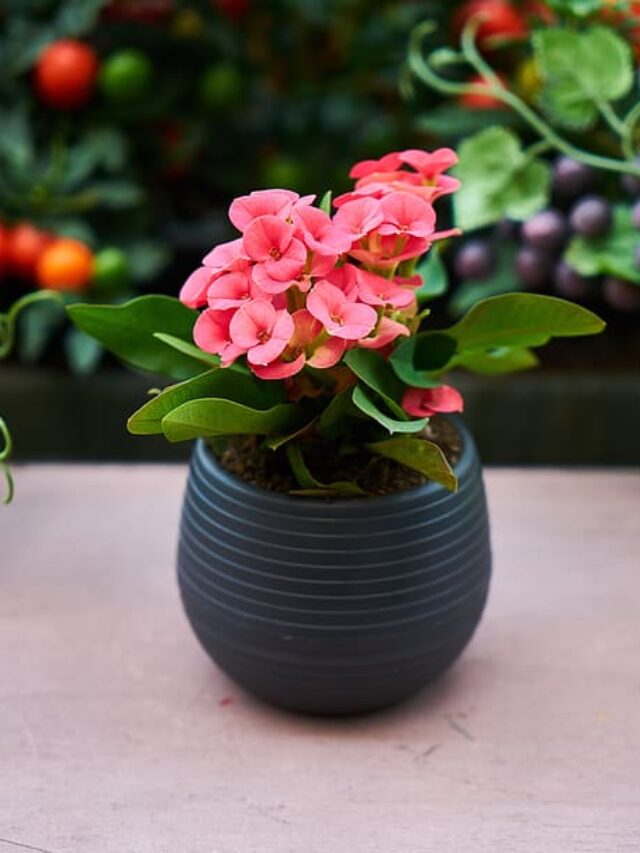 Euphorbia Milii: आपके लिए खतरनाक हो सकता है गार्डन में लगा ये प्लांट