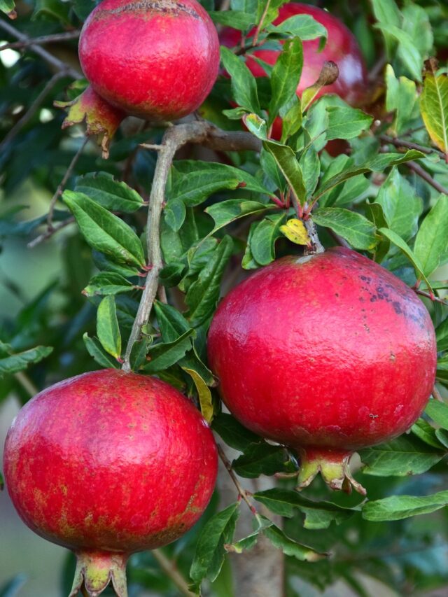 अनार के फल व दानों का साइज बढ़ाने की यूनीक ट्रिक, 100 फीसदी कारगर