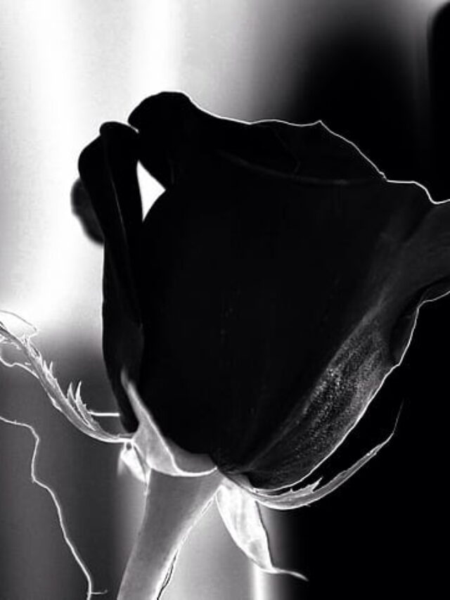 काले रंग के ये दुर्लभ प्लांट गार्डन को बना देंगे खूबसूरत