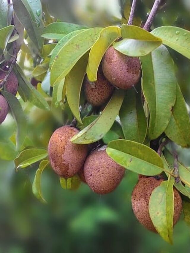 चीकू के पौधे पर नहीं आ रहा है फल, तो करें ये काम